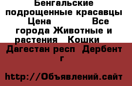 Бенгальские подрощенные красавцы. › Цена ­ 20 000 - Все города Животные и растения » Кошки   . Дагестан респ.,Дербент г.